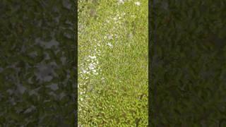 duckweed growth in 1 week guppy fish pond #shorts #aquascape