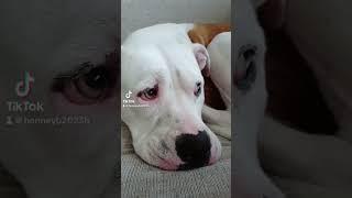 #shorts #short #shortvideo #shortsfeed #shortsvideo #tiktok #fart #dog #americanbulldog #skyethedog