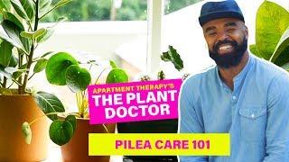 Pilea Care 101 | The Plant Doctor | Apartment Therapy