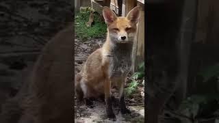 CUTE FOX WANTS TO PLAY BUT FALLS ASLEEP