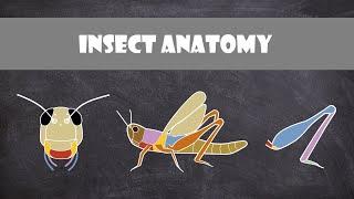 Insect Anatomy | Entomology