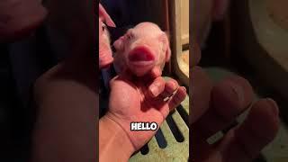 Cute baby piggu