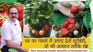 How to Grow Strawberry plant at home I घर पर गमले में उगाएं ढेरों स्ट्रॉबेरी, वो भी आसान तरीके से!