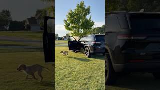 Teddy teaches the puppy to drive…