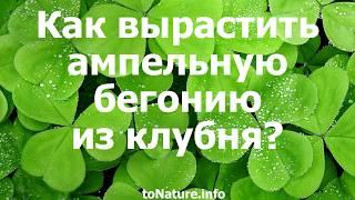 Как вырастить ампельную бегонию из клубня?