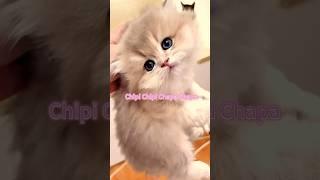 Kitten Chronicles:A Compilation of Irresistible Cuteness!#catlovers #cutecats #cats #kitten #shorts