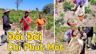 Nhà Anh THU HOẠCH LỚN Đến Vậy Sao? Quá Bất Ngờ Với Sản Lượng Nông Sản Của Nhà Anh Tổ Trưởng!