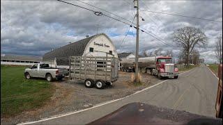 Milk pickup on our 70 cow dairy and moving heifers back to the main barn for breeding…