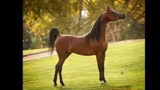 Арабская чистокровная лошадь! (Arabian horse!)