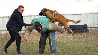 Attack dogs. Dog training. "GUARD". Odessa. 02/11/24.