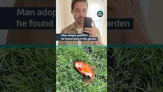 A fan has even made an X account for Alice the goldfish  #itvnews #pet #goldfish