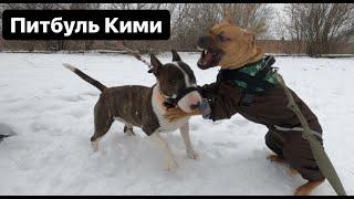 Питбуль против Бультерьер | Pitbull vs Bull Terrier