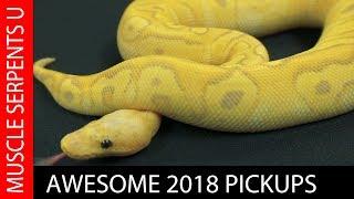 SNAKE PURCHASES FROM 2018 at Palumbo's Pythons & Boas