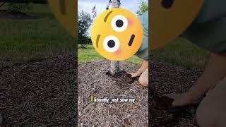 Friends Don’t Let Friends Make Mulch Volcanoes Their #Trees  ISA Master #Arborist Explains