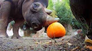 Cute Zoo Animals Smash Big Pumpkins