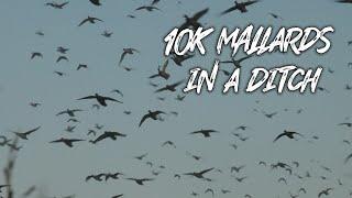 BEAU HUNTING - "10,000 Ducks in a Ditch"