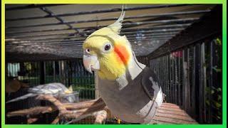 Cockatiels Chirping and Singing The Bird Sanctuary | 5hrs of FUN