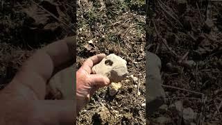 Field Walking Freaks #1 (part 2)