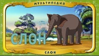 Мультипедия животных. Слон (Уроки тётушки Совы)