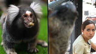 Maya introduces the monkeys to their NEW enclosure at Alveus