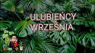 ULUBIEŃCY WRZEŚNIA