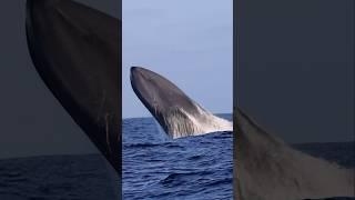 One of the only shots in the world of a Blue Whale BREACHING! #shorts #amazing