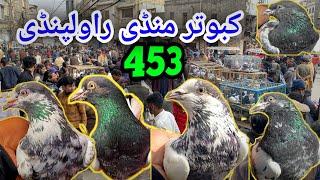 453 | Kabootar Mandi Rawalpindi | Latest Update Today High Flyer Pigeon Market Price 8/3/2025