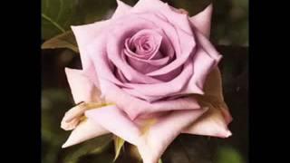 ROSES FOR YOU - ECUADORIAN ROSES, ROSES FROM ECUADOR, FLOWER BROKER ECUADOR