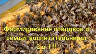 «101-й метод» формирования отводков и семьи-воспитательницы 2 в 1!!!