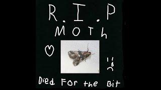 Men in black Bug Stomp Challenge... R.I.P Moth :'(