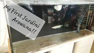 Getting My New Jardini Arowana!