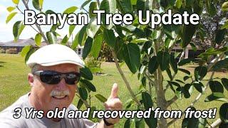 Banyan Tree Update  - 3 Yrs Old & Recovered from Frost!