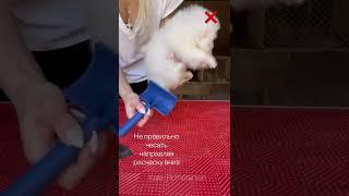 Как правильно сушить под феном собаку и в каком направлении чесать , чтоб шерсть была как у мишки 
