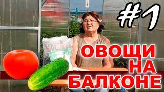  Выращиваем овощи огурцы и помидоры на балконе  Эксперимент - #1