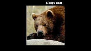 Sleepy Bear #shorts AnimalTube - World of animals