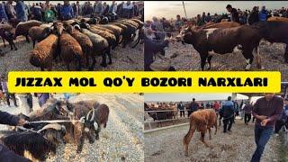 JIZZAX OSIYO MOL QO'Y BOZORI NARXLARI ЖИЗЗАХ ОСИО ЧОРВА МОЛ БОЗОРИ НАРХЛАРИ #rek #жиззах #ozod