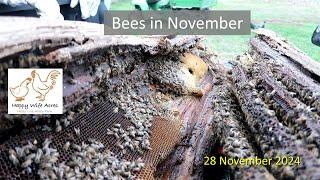 Bees in November