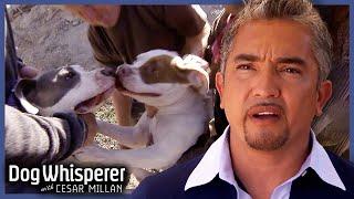 Shocking Dog Attack During Rehabilitation Session | S4 Ep 27 | Dog Whisperer With Cesar Millan