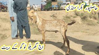 Hasilpur bakra mandi update | makhi chena | Qurbani 2024 | gillani goat farm |