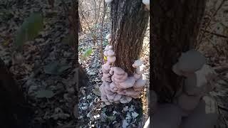 pleurotus ostreatus (oyster mushrooms)