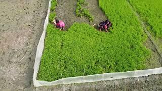 Beautiful Village Nature 4K Video । DJI Drone Camera  Beautiful Home & People Life in Bangladesh.