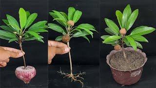 How to grow Sapodilla fruit | Sapota fruit plant from cutting 100% succeeded in growing roots well