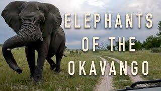 Ep. 24: Elephants of the Okavango | ROAM with Xtina Parks