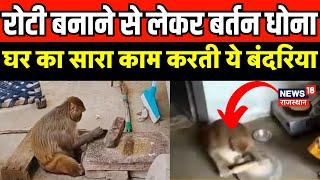 Raebareli Monkey Viral Video: बंदरिया  'रानी'...बड़ी सयानी! ये बर्तन धोती है,रोटी भी पकाती है | UP