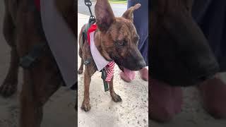 Video of adoptable pet named Finn - Available!