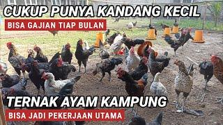 TERNAK AYAM KAMPUNG BISA JADI PEKERJAAN UTAMA ‼️