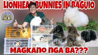 MAGKANO ANG LIONHEAD RABBIT || BAGUIO CITY