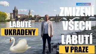 Zmizení všech labutí v Praze ⁉️IR REAKCE⁉️LABUTĚ V PRAZE