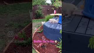 #shorts #funny   Great Pyrenees Puppies