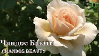 Роза Чандос Бьюти / Chandos Beauty. Видео/карта. Питомник  и  Е. Иващенко